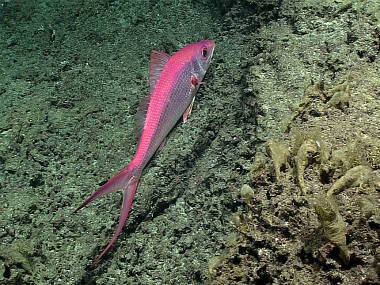 A deepwater longtail red snapper (Etelis coruscans) measuring one meter (three feet) long, observed at 353 meters depth on a southeastern ridge off Ta’u island, within National Marine Sanctuary of American Samoa.