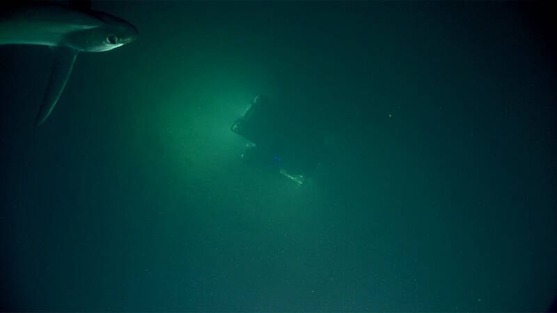 While we did not see many fish during the dive, we did catch a glimpse of a thresher shark as it circled near Seirios, above ROV Deep Discoverer.