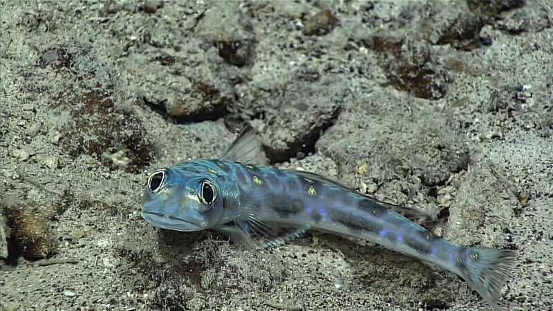 A greeneye fish turns its attention towards the Deep Discoverer.