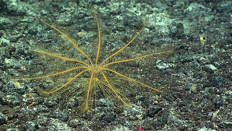 This unusual featherstar also has terminal arm filaments, which may betray a close relationship with stalked <em>Porphyrocrinus</em>.