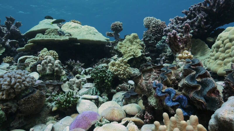 Healthy corals at Kingman Reef.