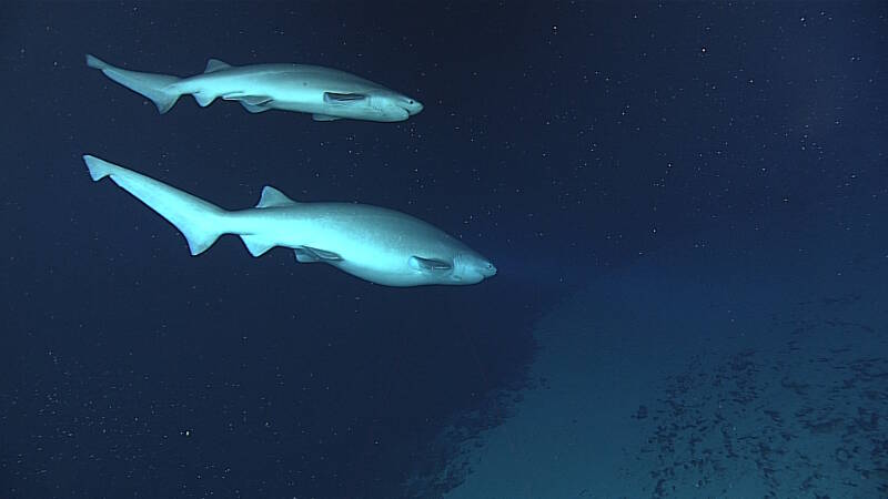Sixgill Sharks