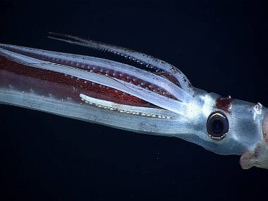 Squid (Chiroteuthis sp.) holding onto another squid, but it remains unclear whether this is active predation or mating behavior.