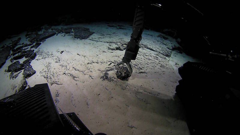 White precious coral (Pleurocorallium cf. kishinouye) and rock collected from the seafloor for coral identification and seamount age analysis.