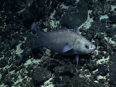 A large hake swims past a crinoid.