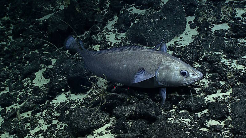 A large hake swims past a crinoid.