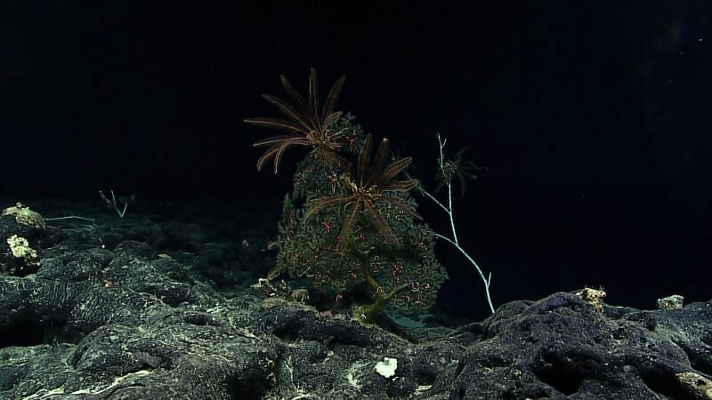 An unusual green-blue octocoral was spotted at the end of the dive, populated with crinoids and brittle stars. The coral stumped the shore-side scientists, so a collection was requested to allow follow-up identification.