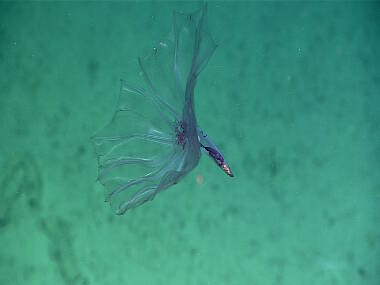 Unlike the benthic sea cucumbers that are often seen on the seafloor, this pelagic holothurian lives its entire life in the water column, relying on suspended particles for its food.