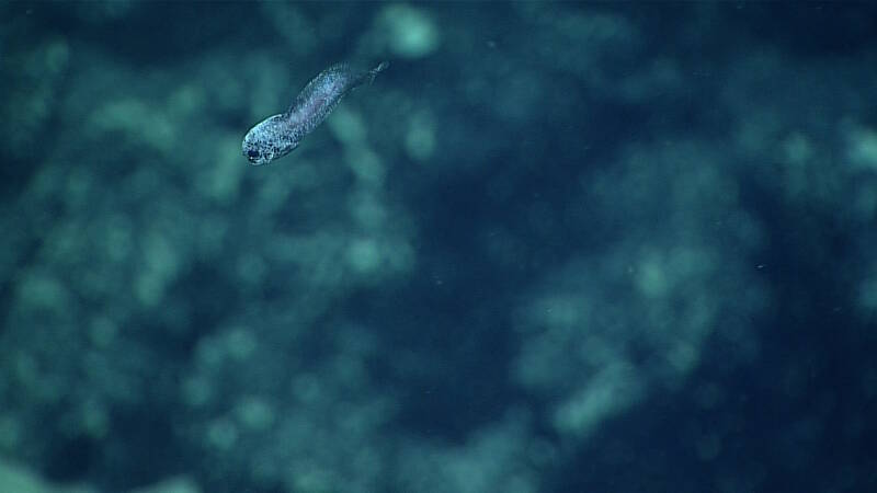 This snailfish was observed on the dive at 2,360 meters depth; snailfish were previously unknown from the region.
