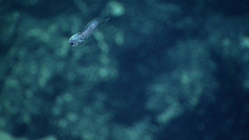 This snailfish was observed on the dive at 2,360 meters detph; snailfish were previously unknown from the region.