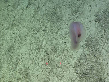 Swimming sea cucumber lifts off from the sediment and takes a swim.