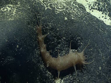 An unknown sea cucumber was observed hanging out on the rock surface.