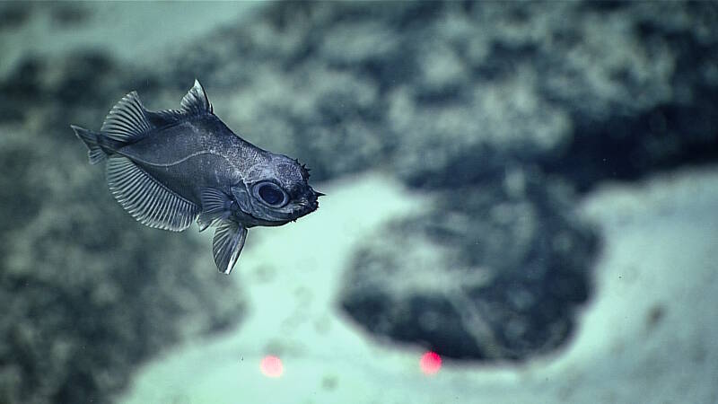 An oreo fish with characteristic spines on the nose was observed at ~ 1,151 meters depth.