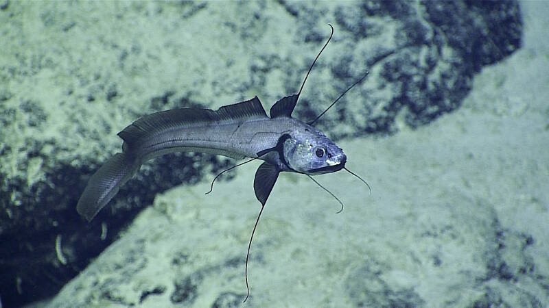 This Gadomus sp. is related to the rattails, characterized by long, thin projections on its fins.