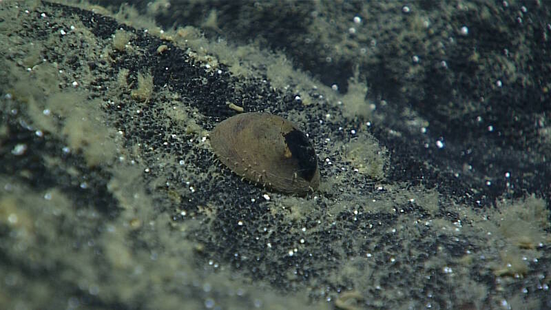 A rare mollusc, called a monoplacophoran, was observed at ~5,771 meters depth on the hard pavement of a sedimented plateau.