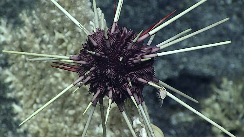 Known coral predators, several pencil urchins were seen clinging to corals, likely consuming soft tissue and leaving the bare coral skeleton visible on several branches.