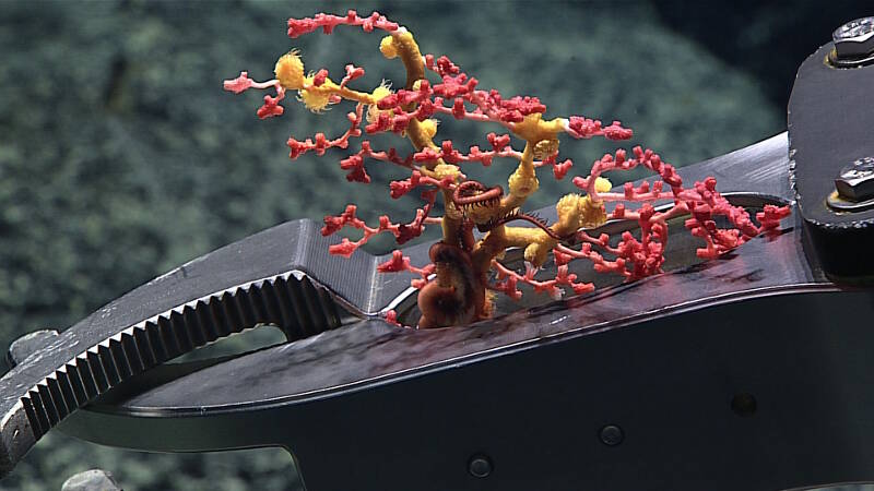 Deep Discoverer collected a bubblegum coral with encrusting zoanthid.