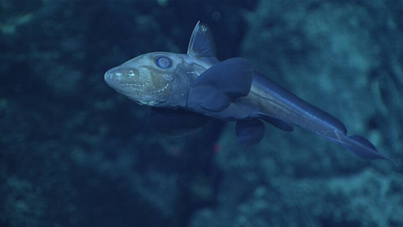 For the first time this expedition, a chimaera, or ghost fish, was observed at around 1,850 meters depth. These fish are distant relatives of sharks and have skeletons made out of cartilage.