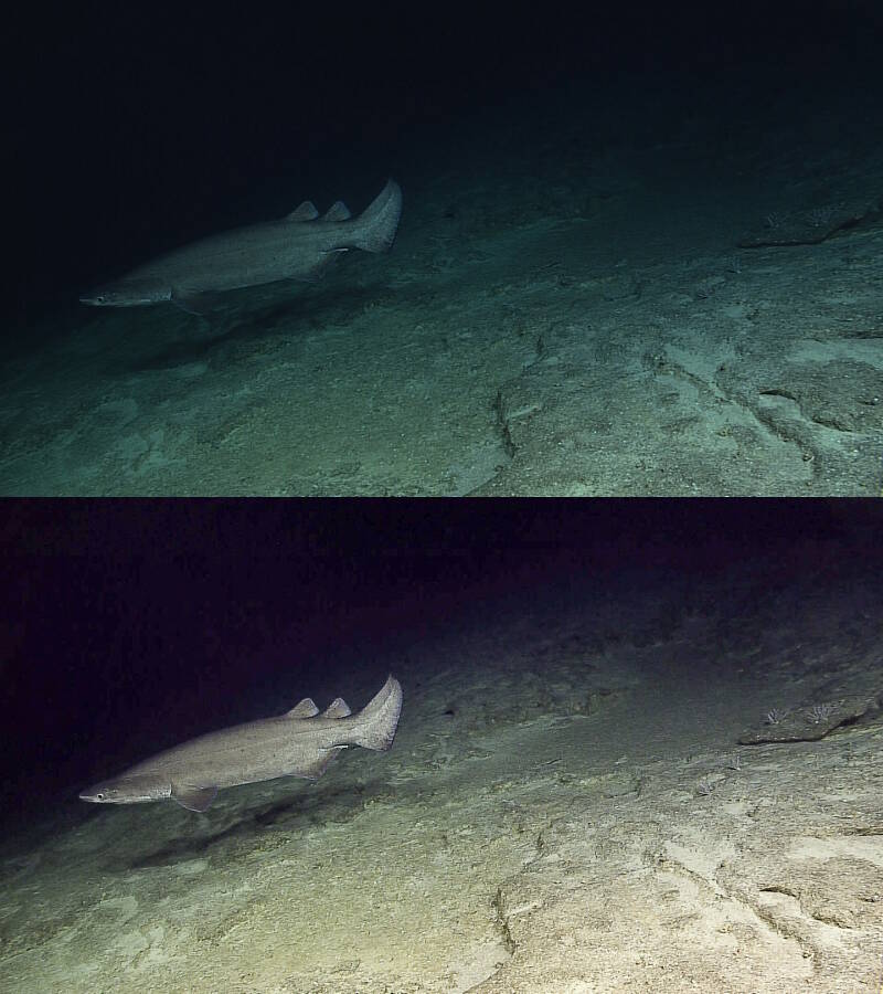 Even after color calibration, we still require further color corrections when we edit, as seen in these before and after images. You can see how much red is missing in the top image. This is due to the shorter distance that red light travels through water. By doing the daily calibration, we have a calibrated starting point to compare and work from.