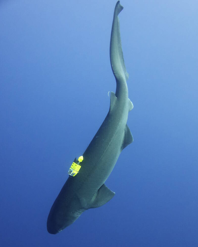 A bluntnose sixgill shark swims down after being tagged with a multi-instrument tag package by Danny Coffey and Mark Royer at the Hawaii Institute of Marine Biology to study their movement and energetics relative to the oxygen and temperature of their environment.