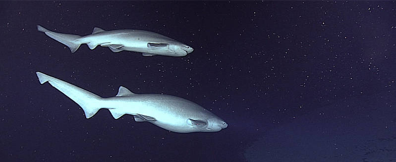 At the start of the remotely operated vehicle dive at Pao Pao Seamount on March 10, scientists got incredible footage of two adult bluntnose sixgill sharks swimming together at a depth of 500 meters. As their name implies, sixgill sharks are distinguished by their six pairs of gills, whereas most sharks have only five pairs.