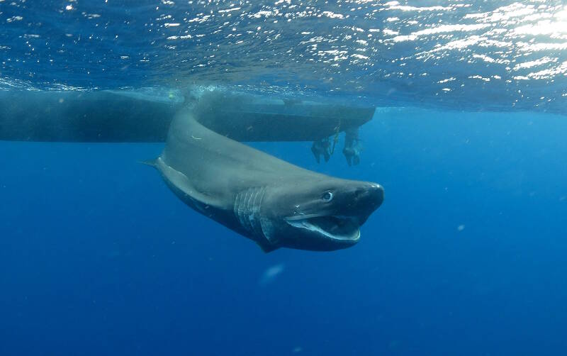 A sixgill shark is released after tagging in deep waters off Kaneohe, Hawaii.