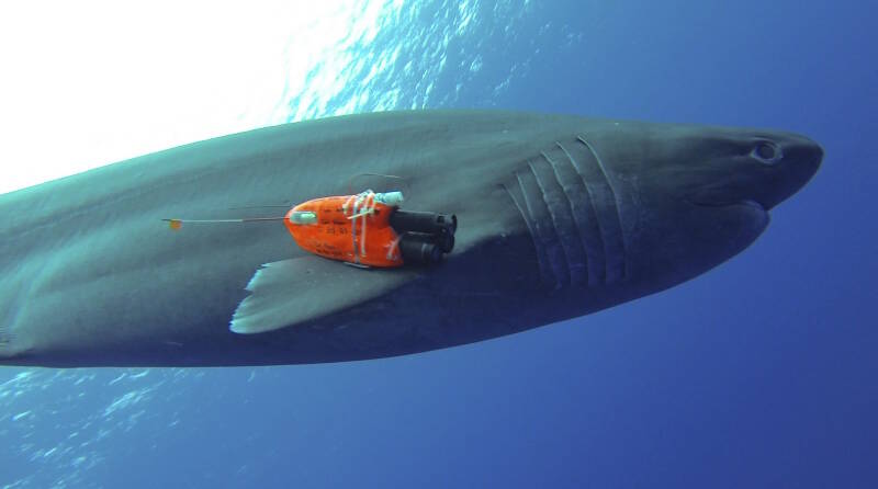 A bluntnose sixgill shark is tagged with an accelerometer/magnetometer camera logger by Dr. Carl Meyer and Dr. Itsumi Nakamura off Hawaii.