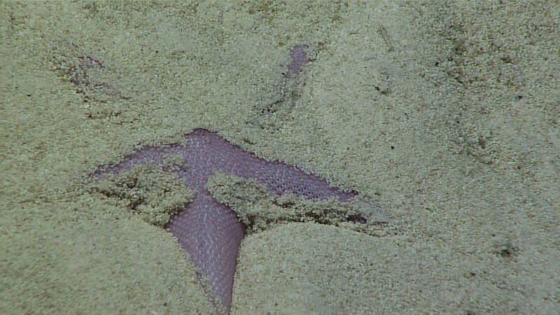 This sea star burrowing itself in the sand was imaged during Dive 04 of the expedition at an unnamed seamount in the Tokelau Seamount Chain. It was too buried for positive identification, but is possibly in the family Astropectinidae. 