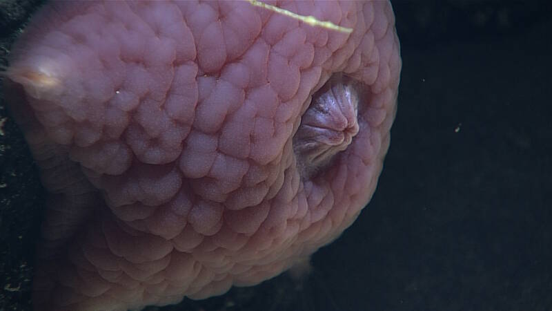 This deep-sea slime star in the genus Hymenaster was imaged during Dive 07 at Titov Seamount.