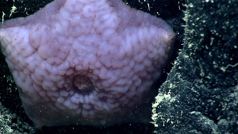 This slime star was imaged during Dive 09 of this expedition. This was the deepest dive around Howland Island.