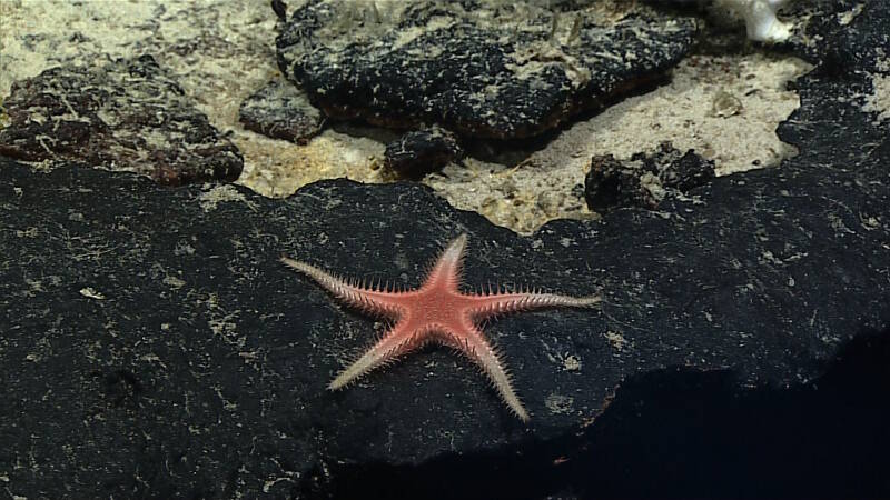 This benthopectinid sea star was also imaged during dive four of the expedition at an unnamed seamount in the Tokelau Seamount Chain.