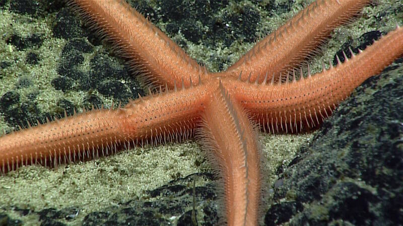 This Zoroaster sea star was imaged during the second dive at Titov Seamount of this expedition. Note that bristling series of spines present along the arm radius as well as along the sides of the arms. These aren’t casual or fragile structures. I’ve worked with these starfish specimens on ships and in museums. The spines are quite sharp and can penetrate thin rubber gloves.