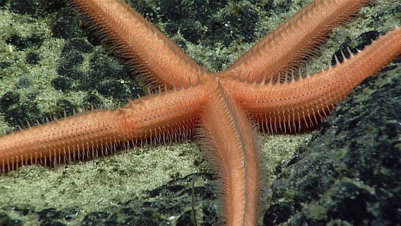 Sea stars are among some of the most ecologically important of marine invertebrates. Some are predators while others are scavengers, but they aren’t known for their rapid movements. So what behavior/structural features have evolved to keep them from being devoured?