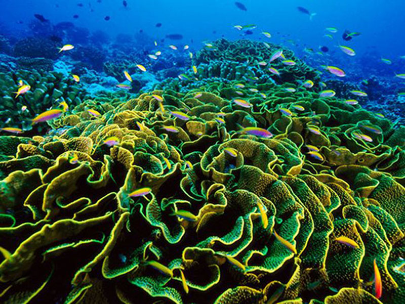 Le Parc Naturel De La Mer De Corail (Natural Park of The Coral Sea), France.