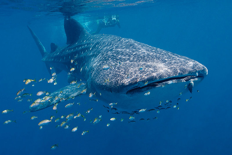 Whale shark in the Ningaloo Marine Park near Exmouth.