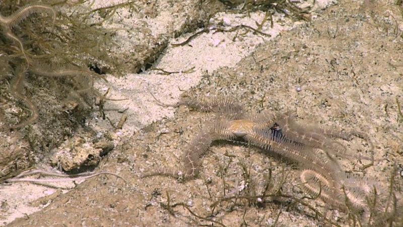 brittle stars catching a squid