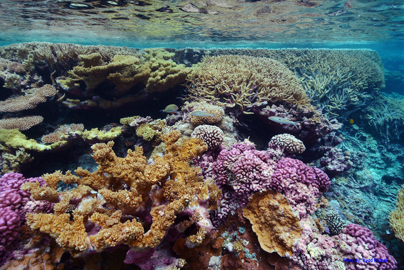 Conservation and Research Initiatives at Palmyra Atoll and Kingman Reef