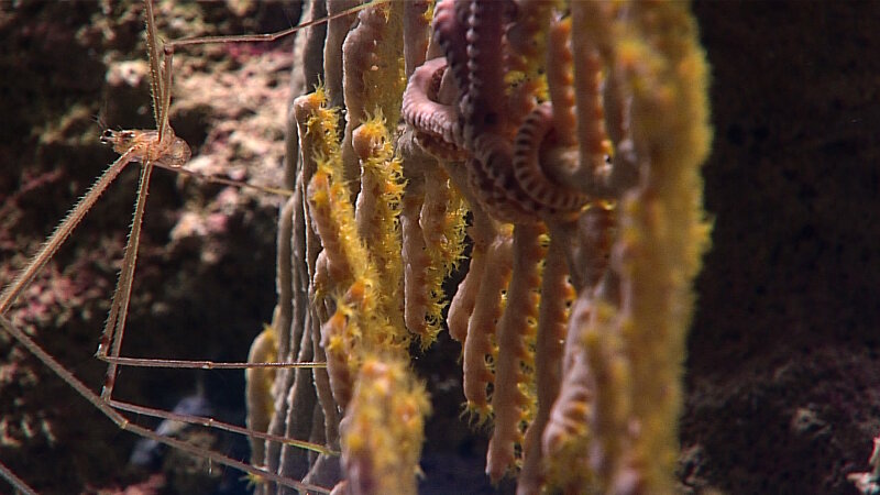 A chirostylid crab, a type of squat lobster, was seen crawling on a gorgonian seafan (possibly Paracis sp.). In the upper right you can see the coiled arms of an ophiuroid (brittle star) wrapped around the seafan branches. Deep-sea corals provide habitat for many other animals.