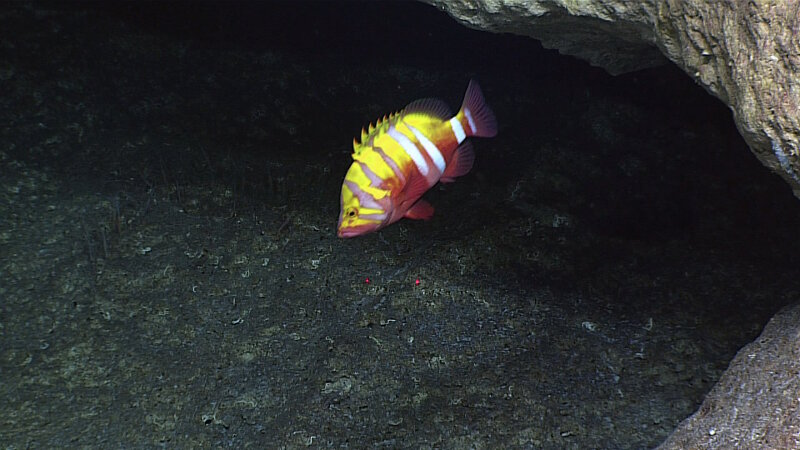 This colorful Cephalopholis grouper (also called a garish hind, goldbar grouper, garish rockcod, or Japanese cod - although it is not related to cods) was seen towards the end of Dive 01 of Mountains in the Deep at the Aunuʻu Unit of National Marine Sanctuary of American Samoa.