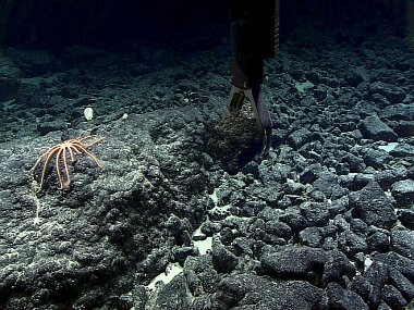 Deep Discoverer grabs a manganese-crusted rock sample near a brisingid sea star at about 2400 meters depth during Dive 02 of Mountains in the Deep: Exploring the Central Pacific Basin. The dive site was called Te Tukunga o Fakahotu and was located just north of the Manihiki Plateau, near the Cook Islands.