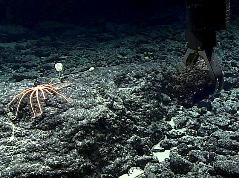 Deep Discoverer grabs a manganese-crusted rock sample near a brisingid sea star at about 2400 meters depth during Dive 02 of Mountains in the Deep: Exploring the Central Pacific Basin. The dive site was called Te Tukunga o Fakahotu and was located just north of the Manihiki Plateau, near the Cook Islands.