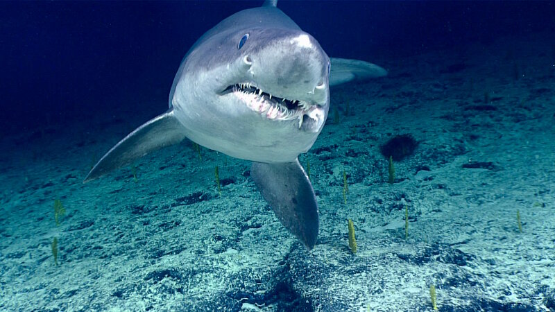 We were able to get some close-up imagery of this smalltooth sand tiger shark at ~1,025 meters (~3,360 feet) of depth on Kingman Cone.