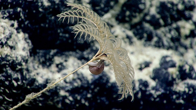 We found this snail on a crinoid - notice the snail’s extended proboscis reaching into the upper surface of the crinoid calyx.