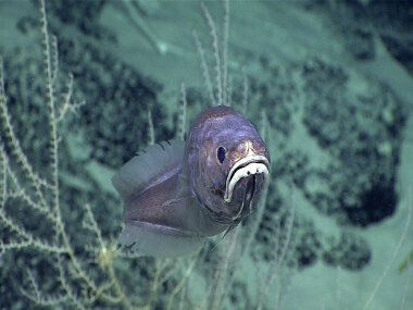 This cusk eel was found at approximately 2175 meters (7135 ft)on Dive 03 at a site we called “Te Kawhiti o Maui Potiki” during the Mountains in the Deep: Exploring the Central Pacific Basin expedition. There were few fish species at this depth in this location.