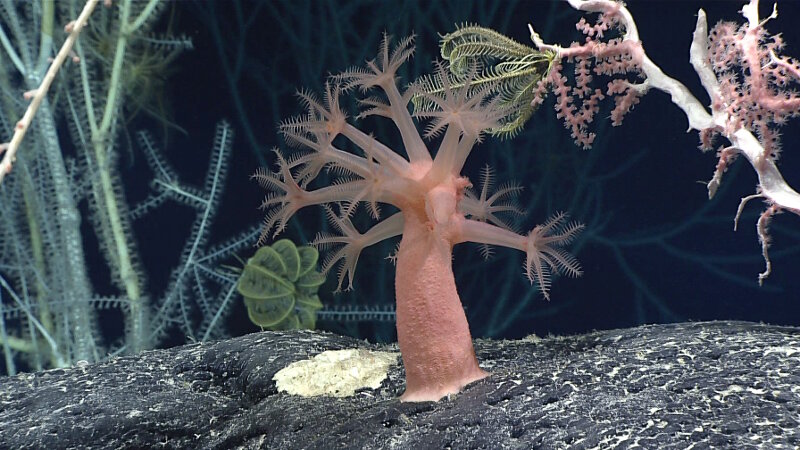 Several different vibrantly colored animals can bee seen in this image, taken at approximately 2240 meters (7350 ft), including an Anthomastus mushroom coral (center), precious pink coral (right), bamboo coral (left), and feather stars (Crinoids).