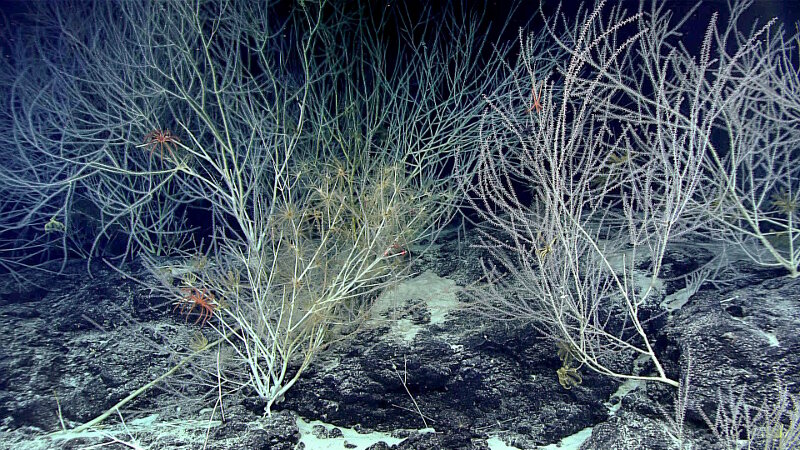 “Te Kawhiti o Maui Potiki” held a veritable coral forest that extended all the way to the high point of the ridge. Many of the colonies had ophiuroids and crinoids perched in their branches.