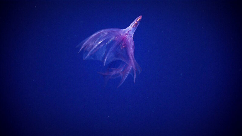 This pelagic sea cucumber (Holothuria) was seen on a midwater transect at about 1,200 meters (3,940 feet) during Dive 03 of the expedition.