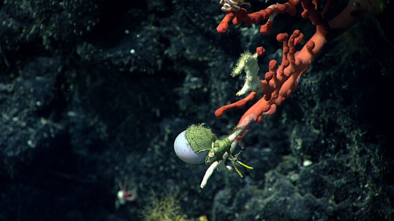 The round purple object on this bubblegum coral is a dumbo octopus egg.