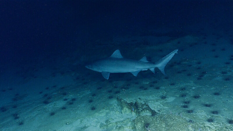 This sand tiger shark came by to check out remotely operated vehicle <em>Deep Discoverer</em> during the fifth dive of the expedition.