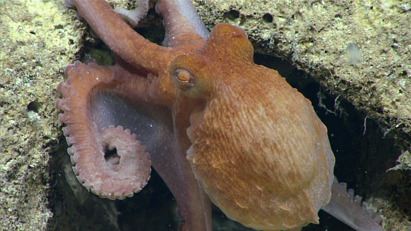 We saw an octopus for Octopus Friday on Dive 05 of the expedition.